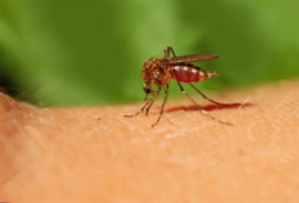 ALERT: State health officials in Miami-Dade County warning locals of dengue fever a mosquito-borne illness
