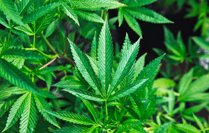 Huge illegal marijuana bust in Riverside, CA